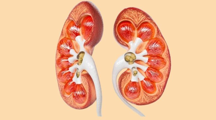 Recognizing the Silent Signals: Signs Indicative of Kidney Disease